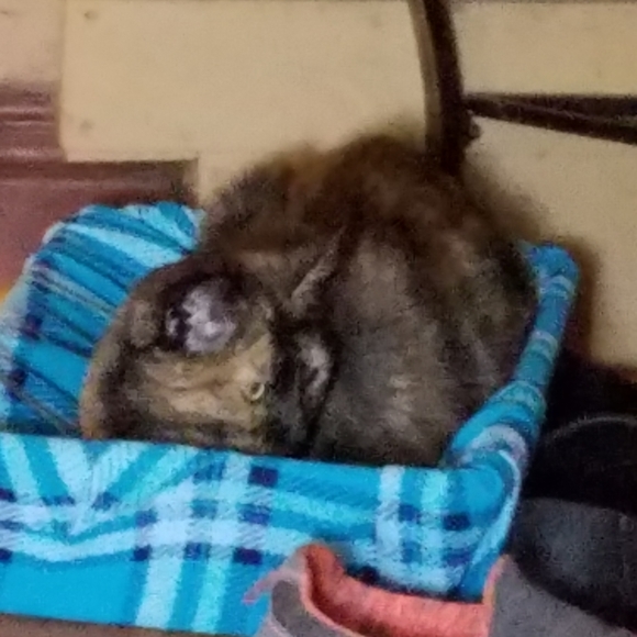 Meet your Posher, Bobbi - Picture 5 of 6